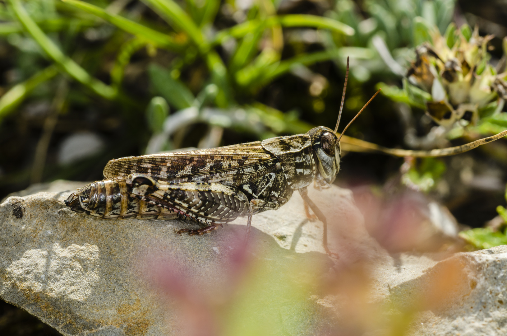 Italienische Schönschrecke (Calliptamus italicus)