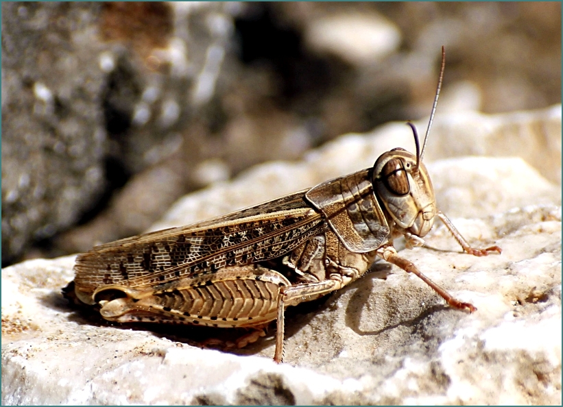 Italienische Schönschrecke (Calliptamus italicus)