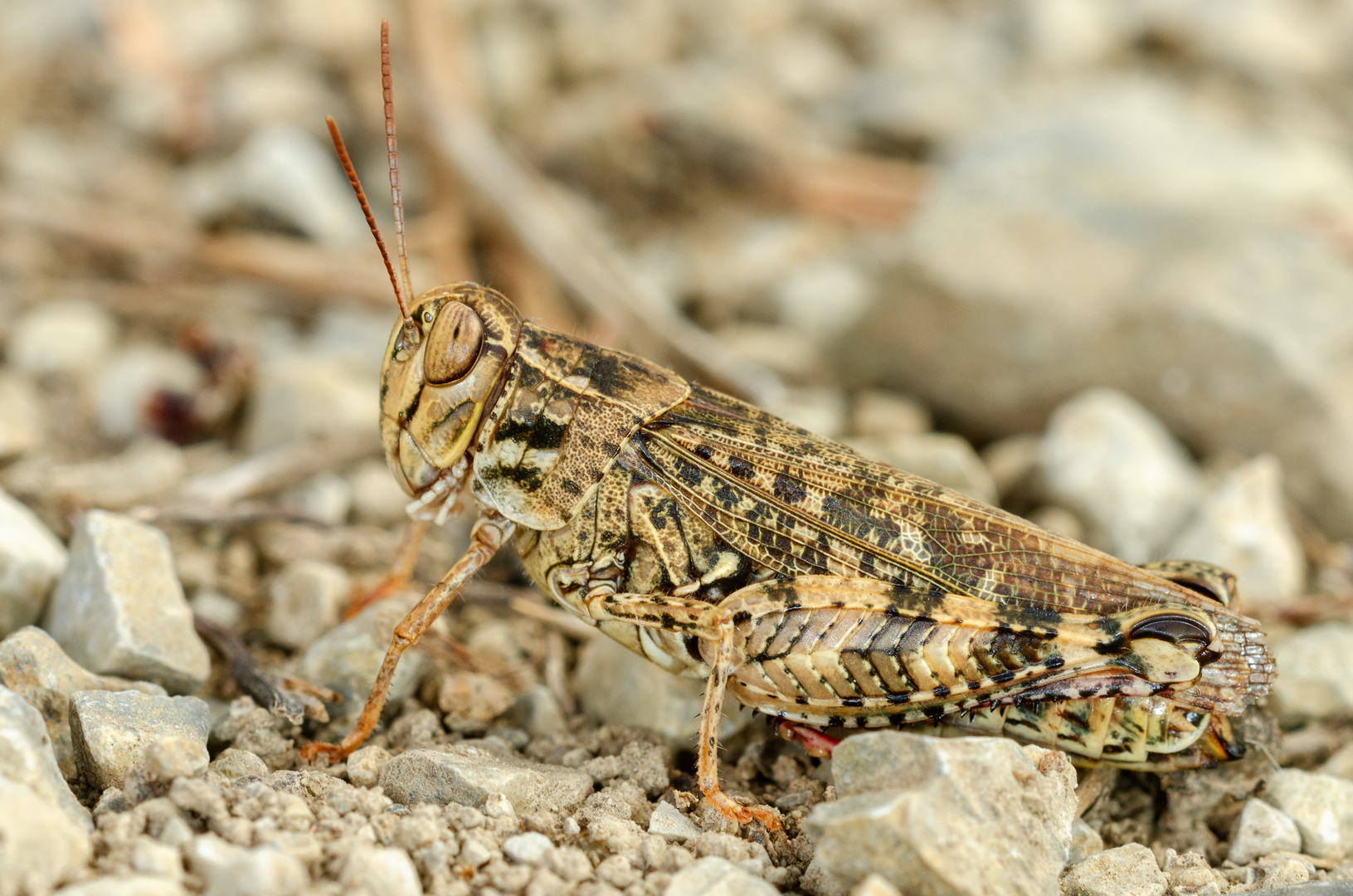 Italienische Schönschrecke (Calliptamus italicus)