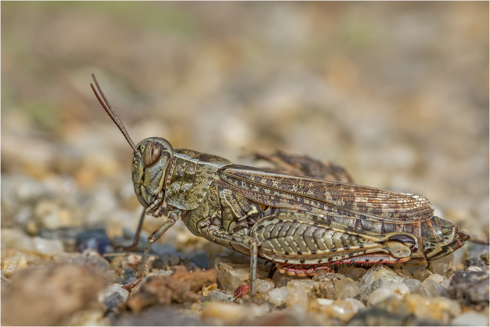 Italienische Schönschrecke (Calliptamus italicus)