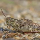 Italienische Schönschrecke (Calliptamus italicus)