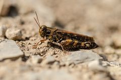 Italienische Schönschrecke (Calliptamus italicus)