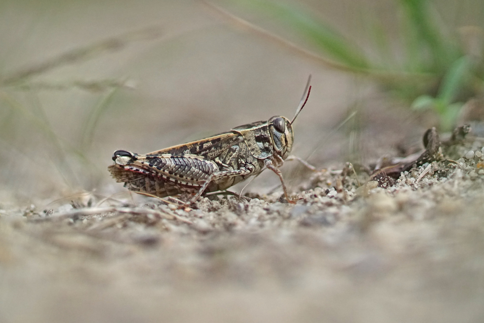 Italienische Schönschrecke (Calliptamus italicus)