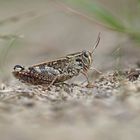 Italienische Schönschrecke (Calliptamus italicus)