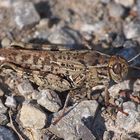 Italienische Schönschrecke (Calliptamus italicus) 