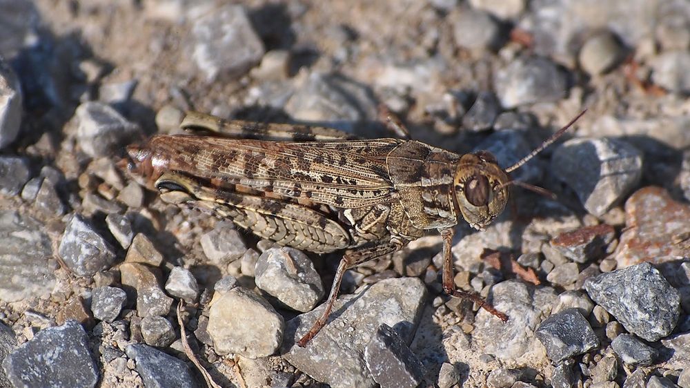 Italienische Schönschrecke (Calliptamus italicus) 