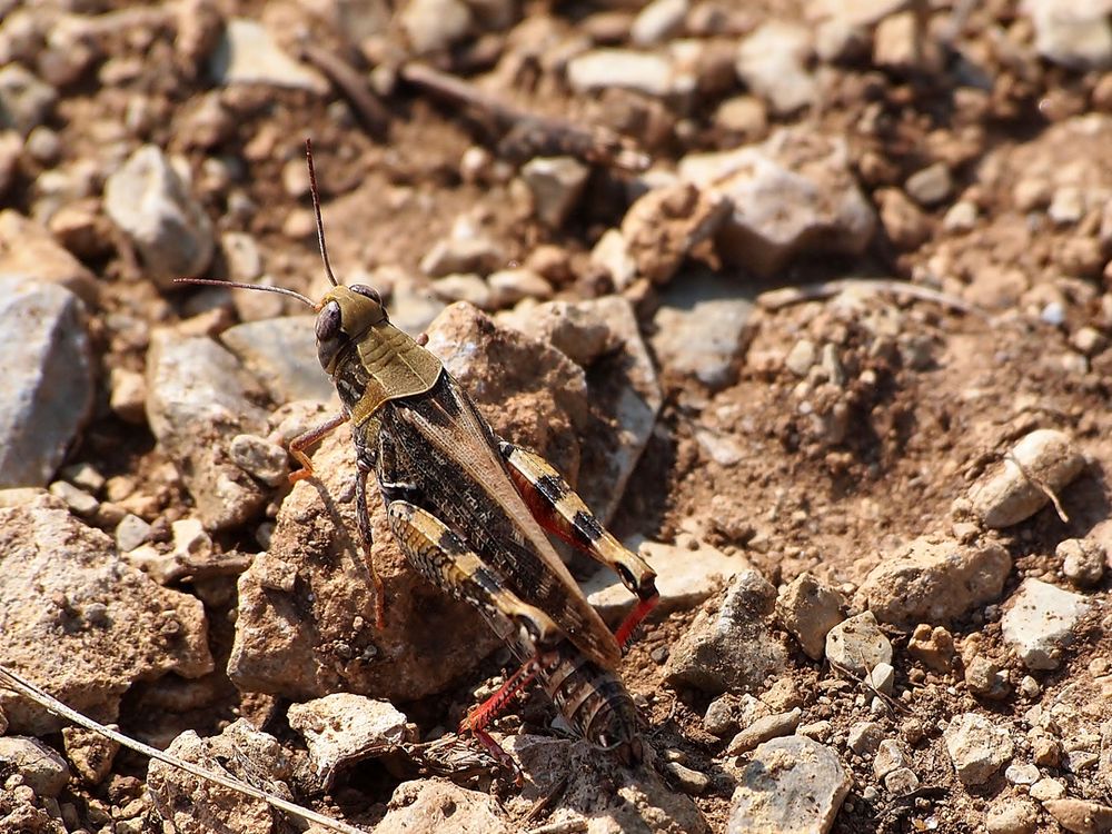 Italienische Schönschrecke (Calliptamus italicus) 