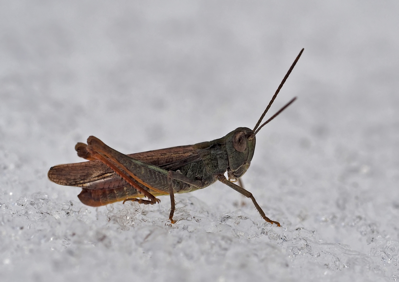 Italienische Schönschrecke (Calliptamus italicus) im Schnee! - Criquet italien dans la neige!