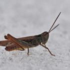 Italienische Schönschrecke (Calliptamus italicus) im Schnee! - Criquet italien dans la neige!