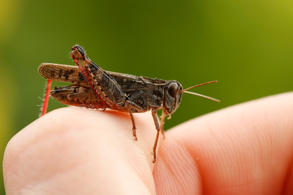 Italienische Schönschrecke (Calliptamus italicus) - Männchen