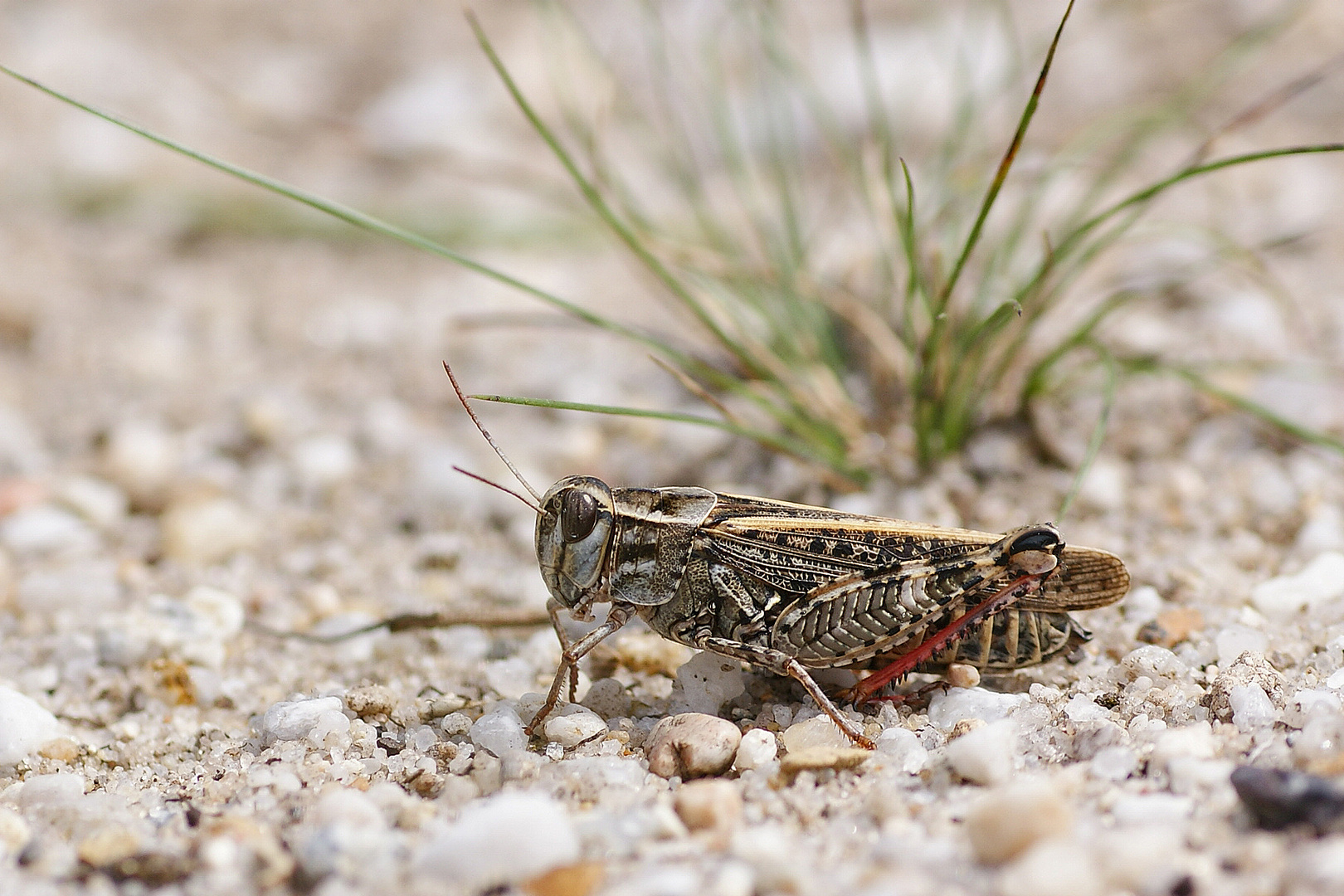 Italienische Schönschrecke (Calliptamus italicus), Weibchen