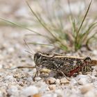 Italienische Schönschrecke (Calliptamus italicus), Weibchen