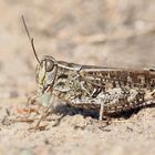 italienische Schönschrecke ( Calliptamus italicus ), weiblich