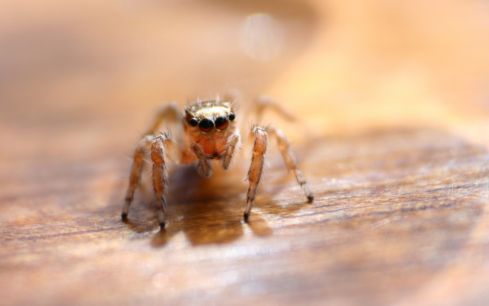 Italienische Springspinne