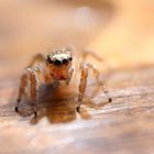 Italienische Springspinne