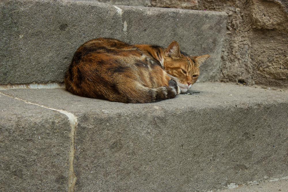 Italienische Straßenkatze