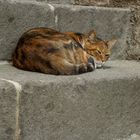 Italienische Straßenkatze