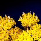  Italienische Strohblume / Currykraut (Helichrysum italicum)