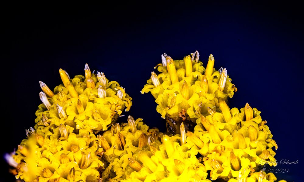  Italienische Strohblume / Currykraut (Helichrysum italicum)