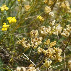 Italienische Strohblume (Helichrysum italicum)