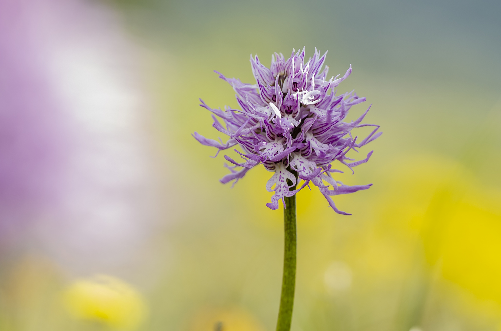 Italienischea Knabenkraut (Orchis italica)