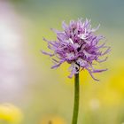 Italienischea Knabenkraut (Orchis italica)