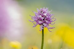 Italienischea Knabenkraut (Orchis italica)