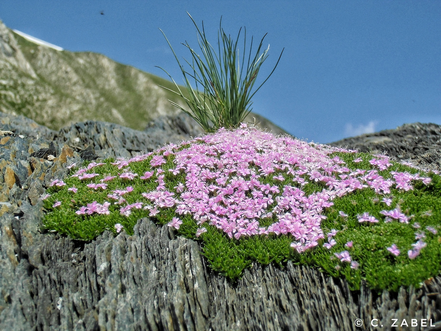 Italienische/französische Alpen, Gras, Blümchen, Steine