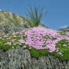 Italienische/französische Alpen, Gras, Blümchen, Steine