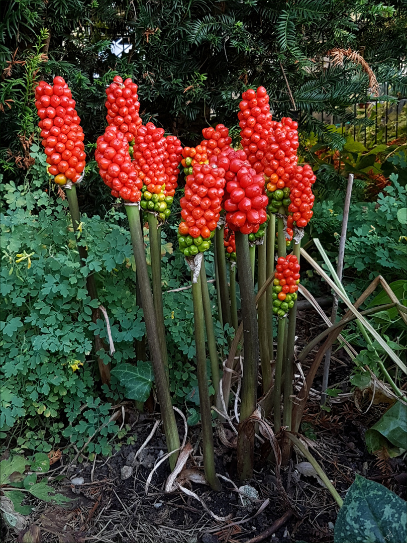 47+ Aronstab Garten, Sie sind in der lage, über blüten oder den