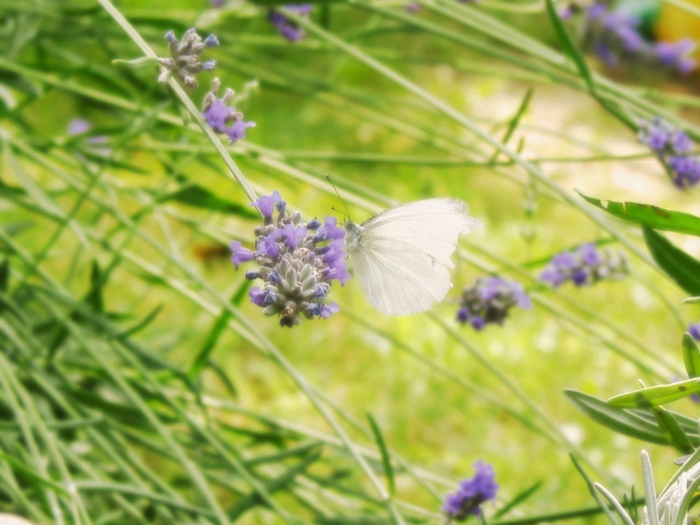 Italienischer Kohlweißling beim Nachmittagstrunk am Lavendel.