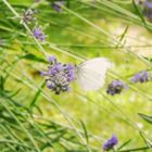 Italienischer Kohlweißling beim Nachmittagstrunk am Lavendel.