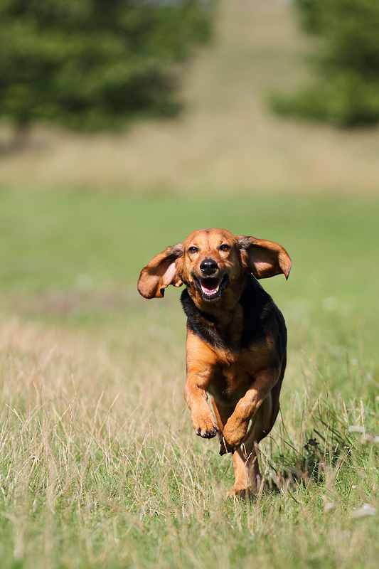 Italienischer Laufhund