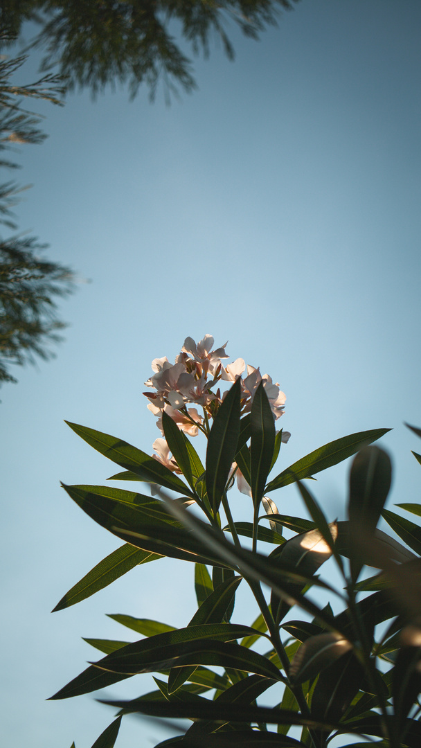italienischer oleander