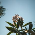 italienischer oleander