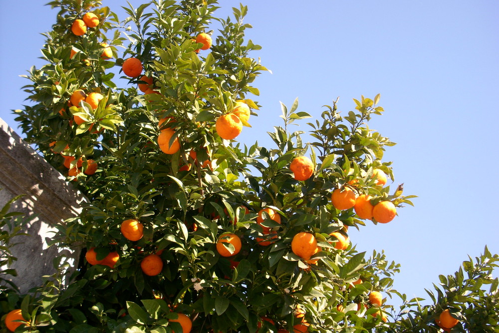 Italienischer Orangenbaum