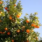 Italienischer Orangenbaum