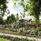 Italienischer Rosengarten auf der Mainau, Mainau im Juni