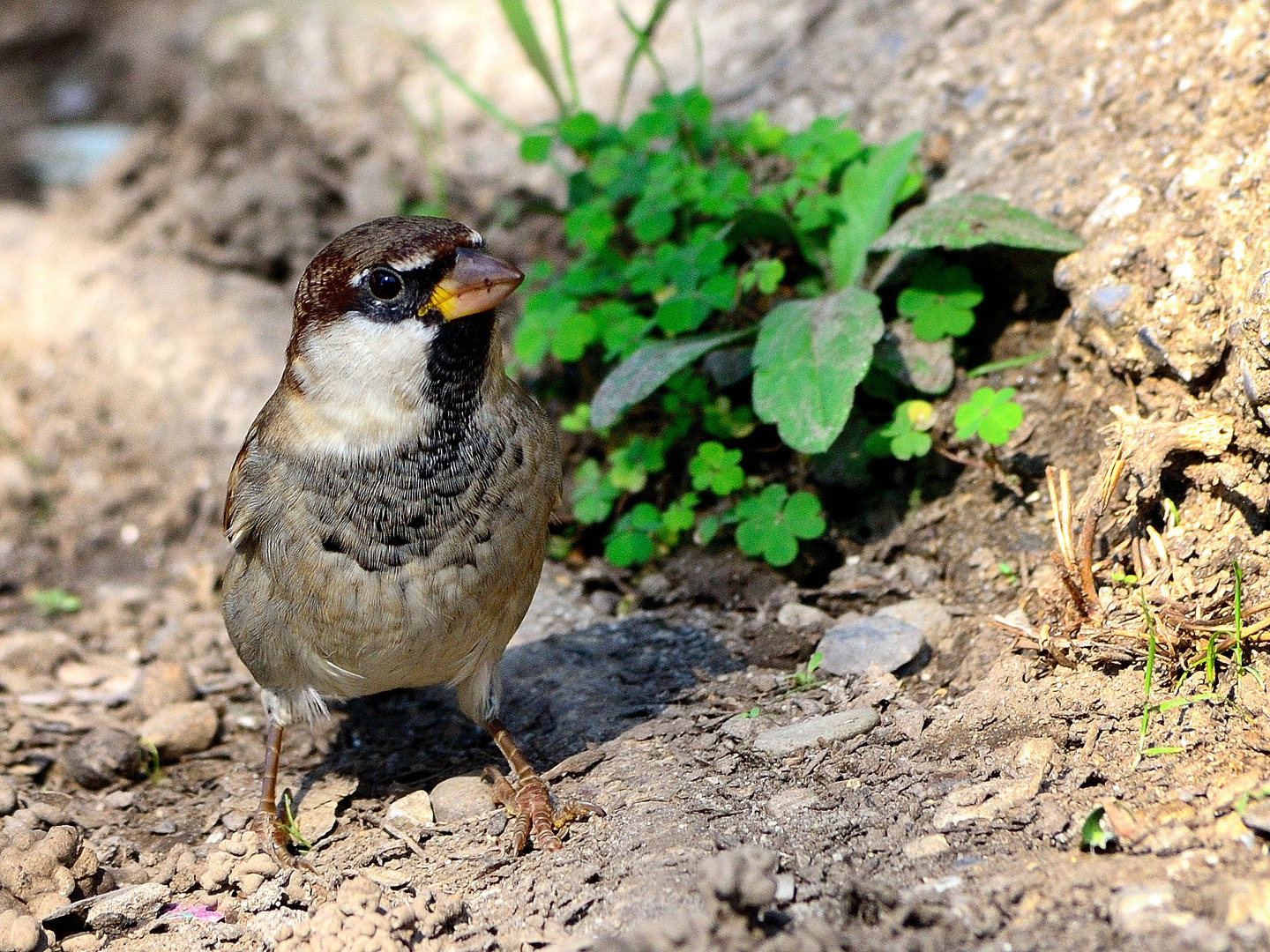 italienischer Spatz