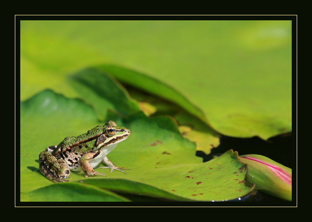 Italienischer Teichfrosch