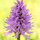  Italienisches Knabenkraut (Orchis italica)