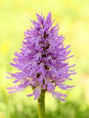  Italienisches Knabenkraut (Orchis italica)