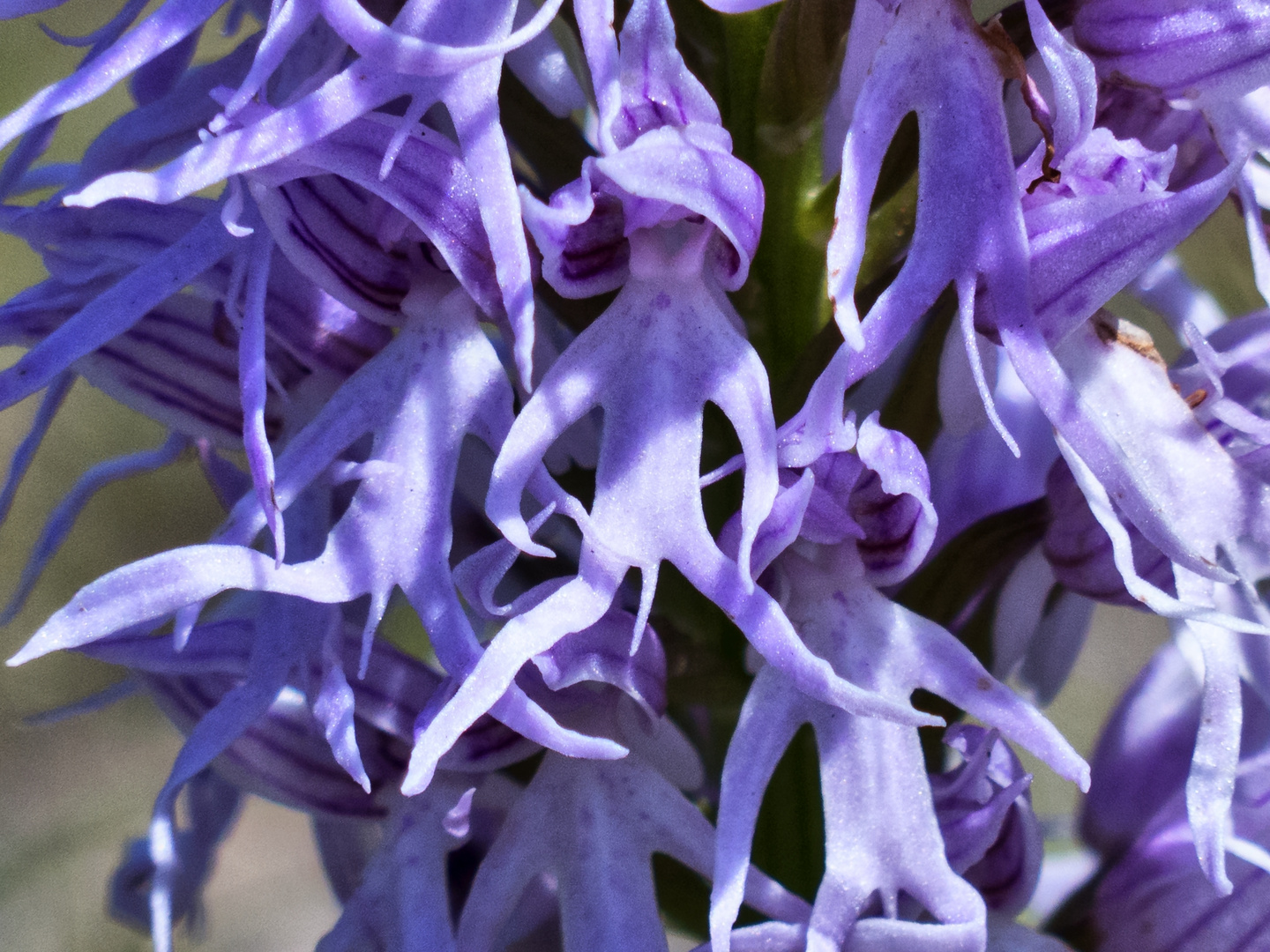 Italienisches Knabenkraut (Orchis italica)