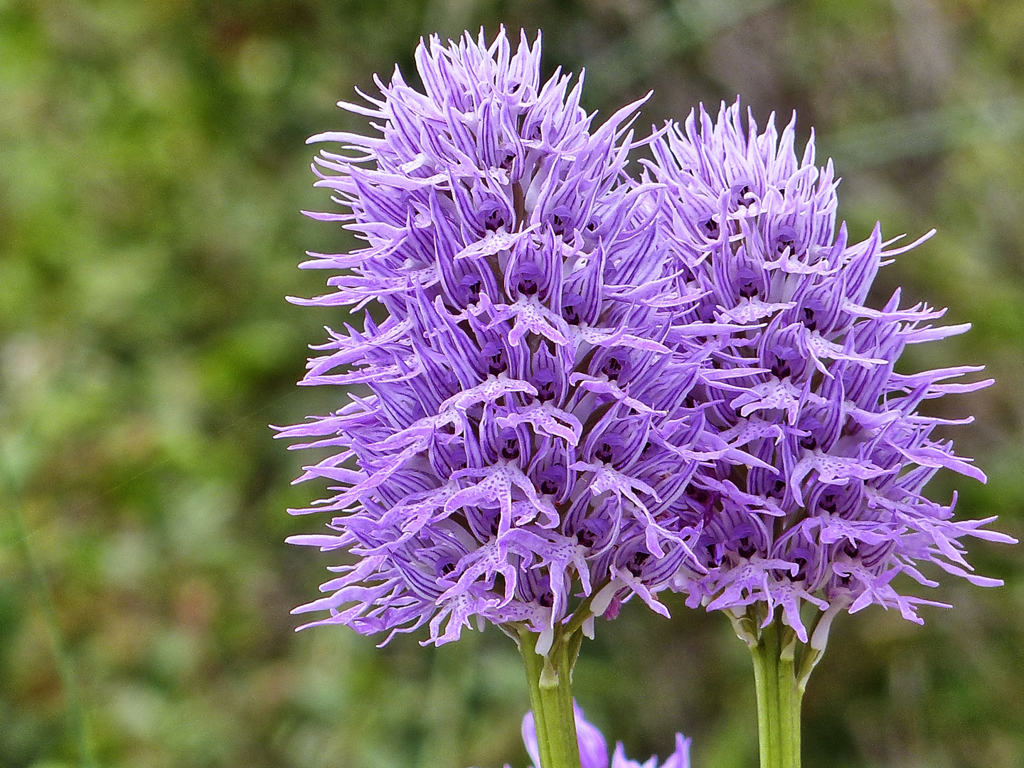 Italienisches Knabenkraut (Orchis italica)