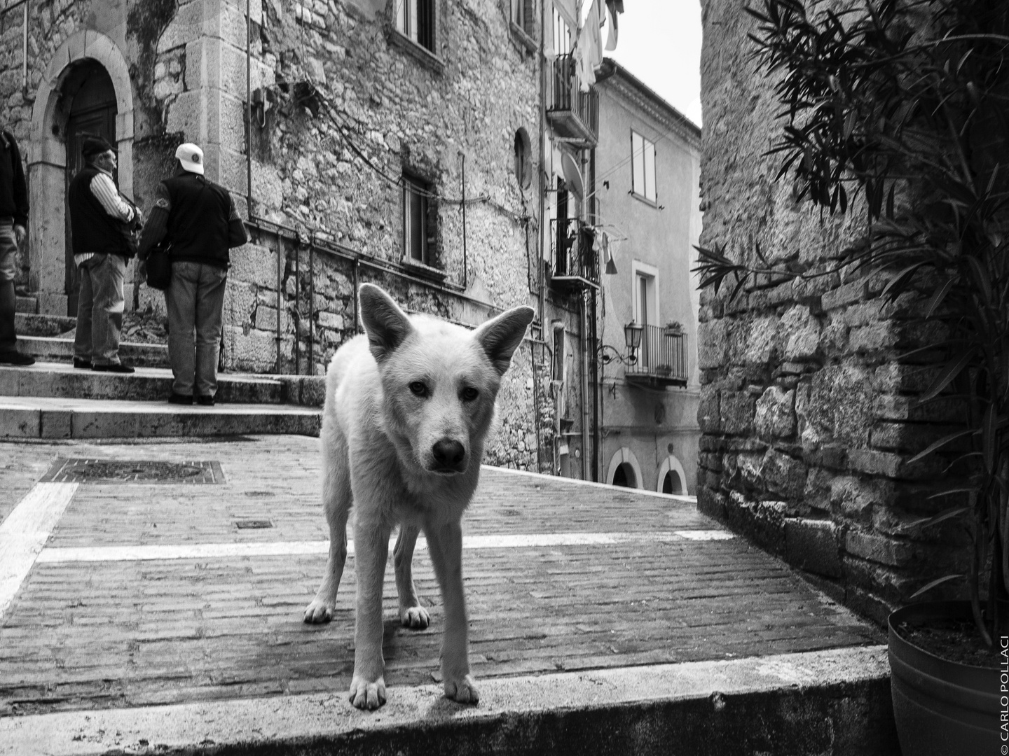 Italy, Molise (2009).