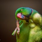 Itchy Parrot