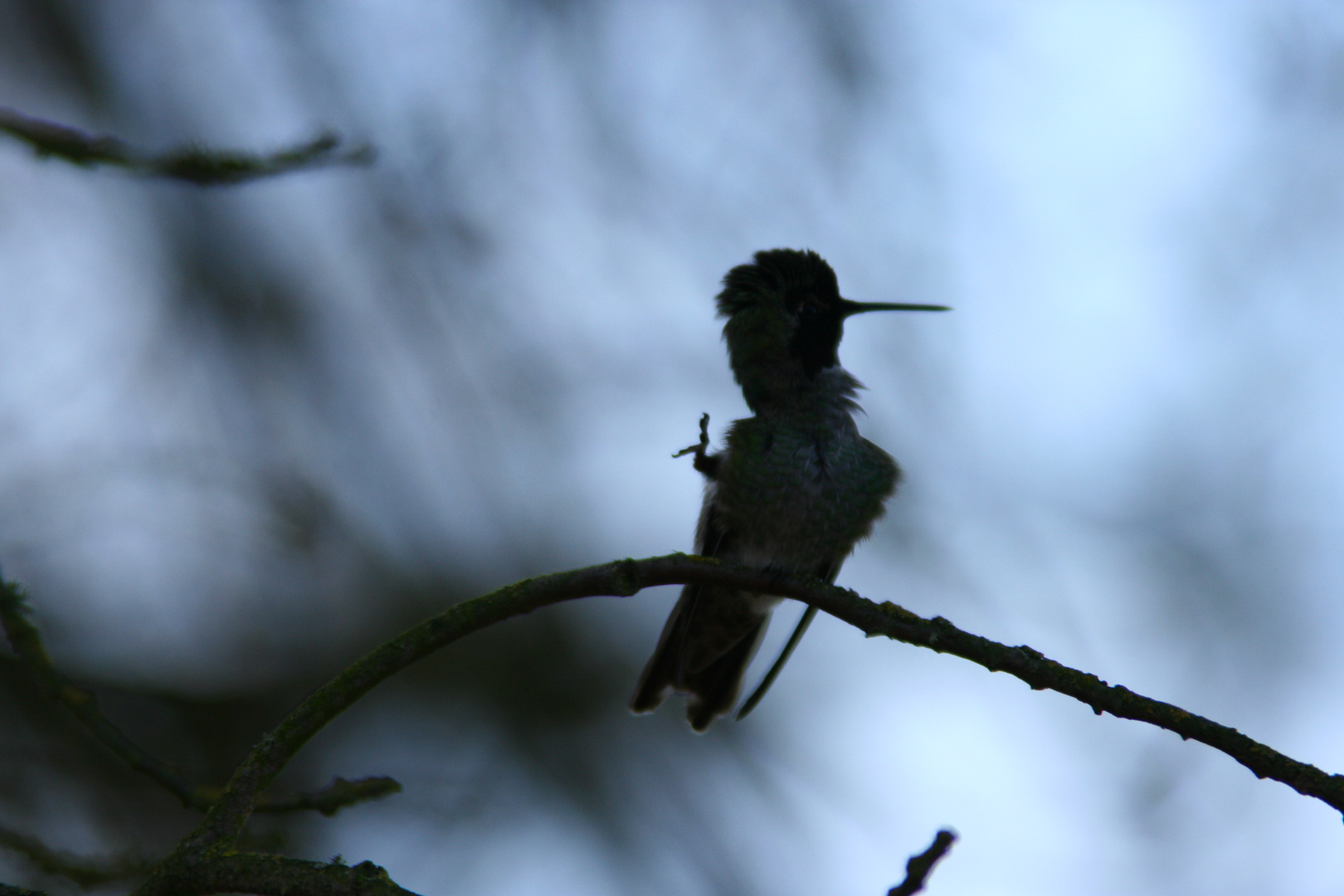 "Itchy the Hummer"