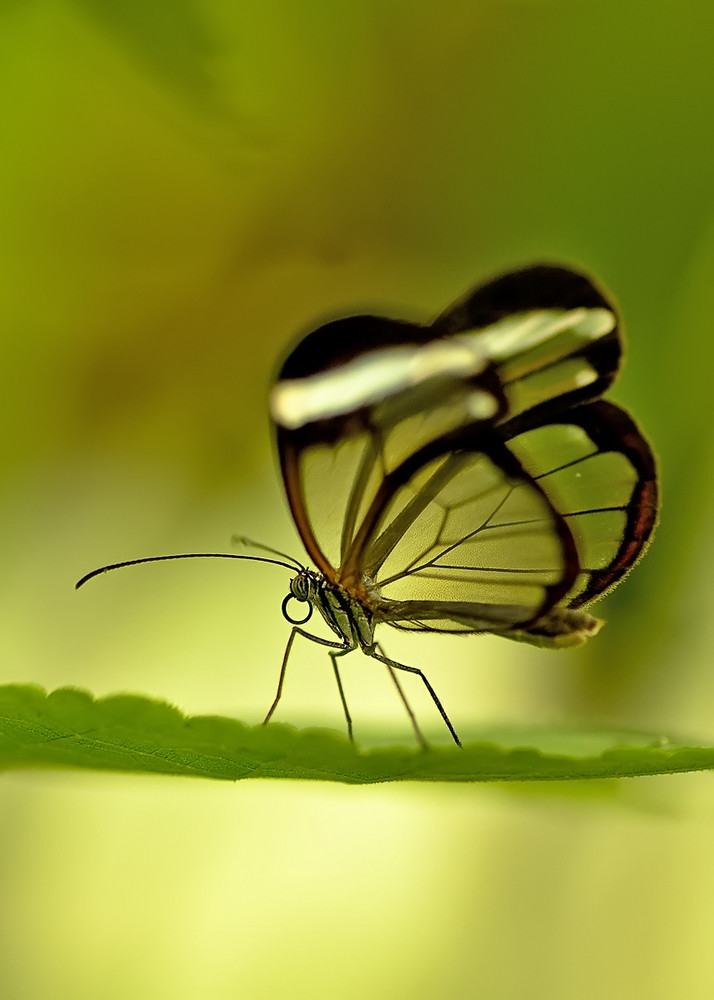 Ithomia patilla