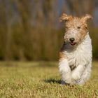 Ito - Foxterrier