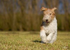 Ito - Foxterrier